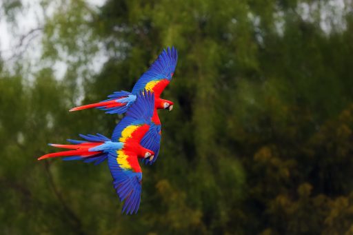 Imagen destacada de Cinco acciones para celebrar y conservar la diversidad de aves del Perú