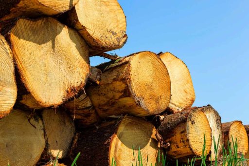 La tala ilegal y otros delitos ambientales en la Amazonía peruana