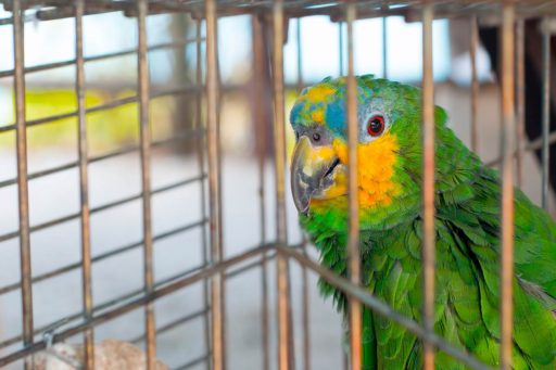 Infografía: El tráfico ilegal de fauna en la Amazonía del Perú