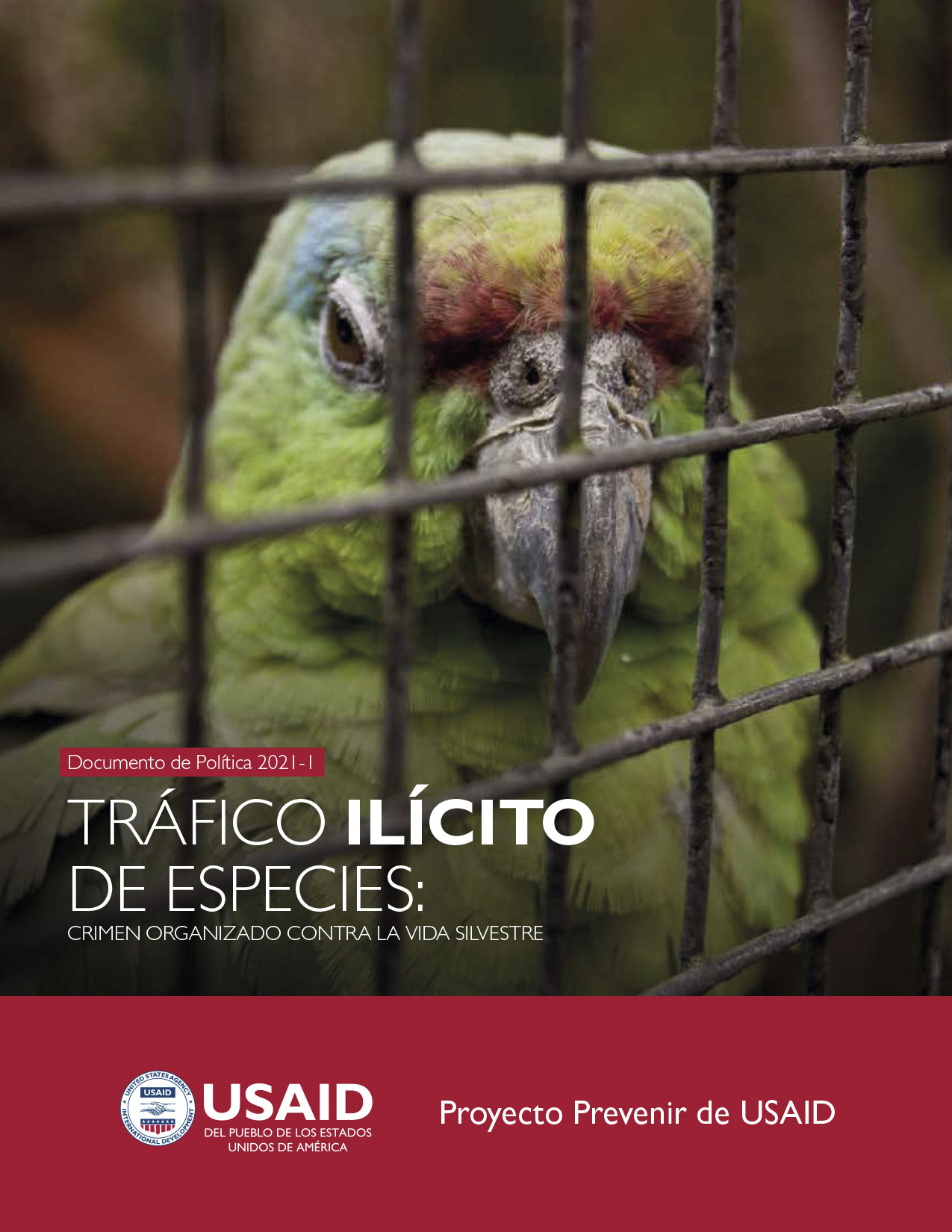 Tráfico ilícito de especies: Crimen organizado contra la vida silvestre