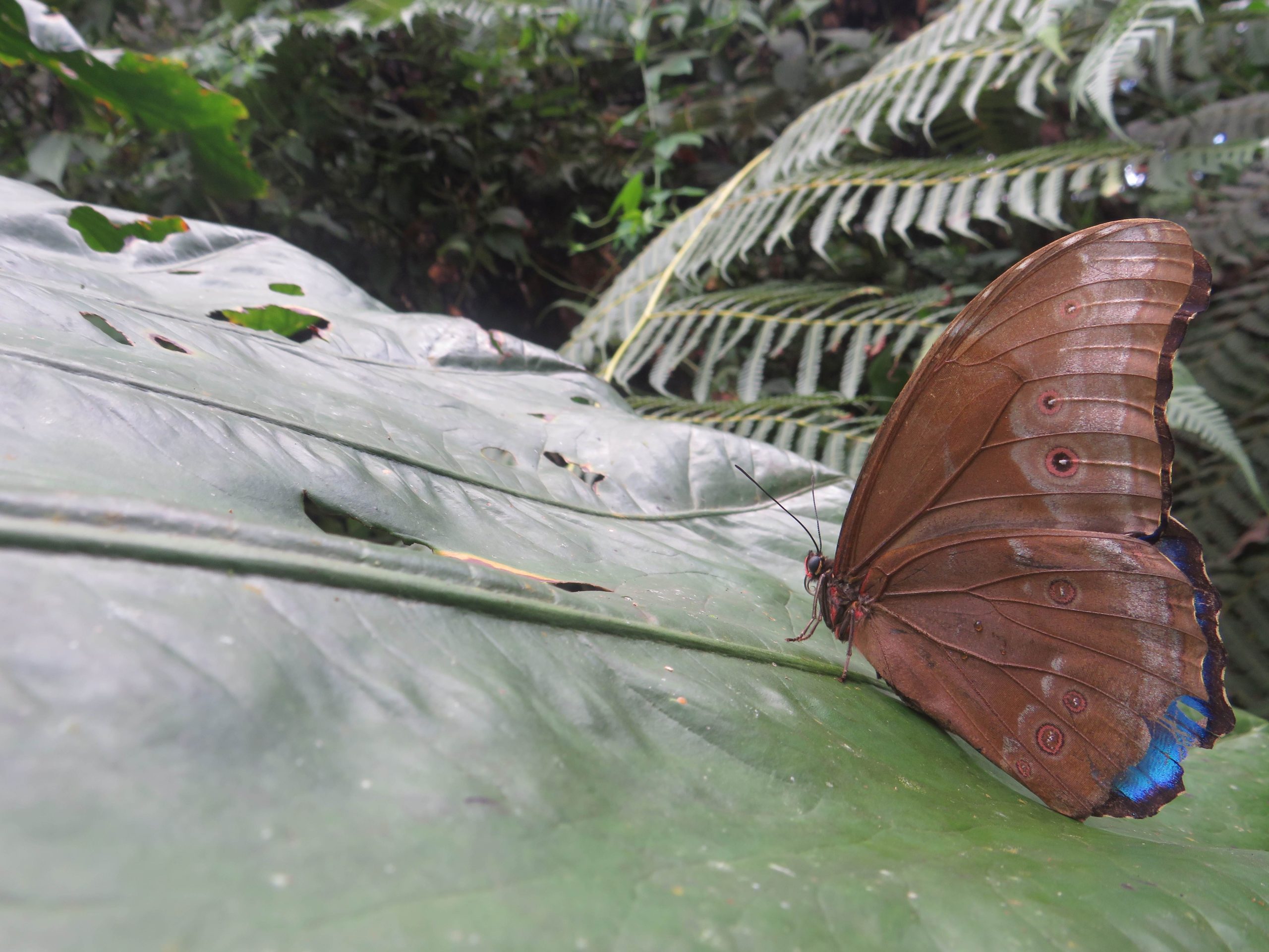 morpho spp - conectividad ecológica