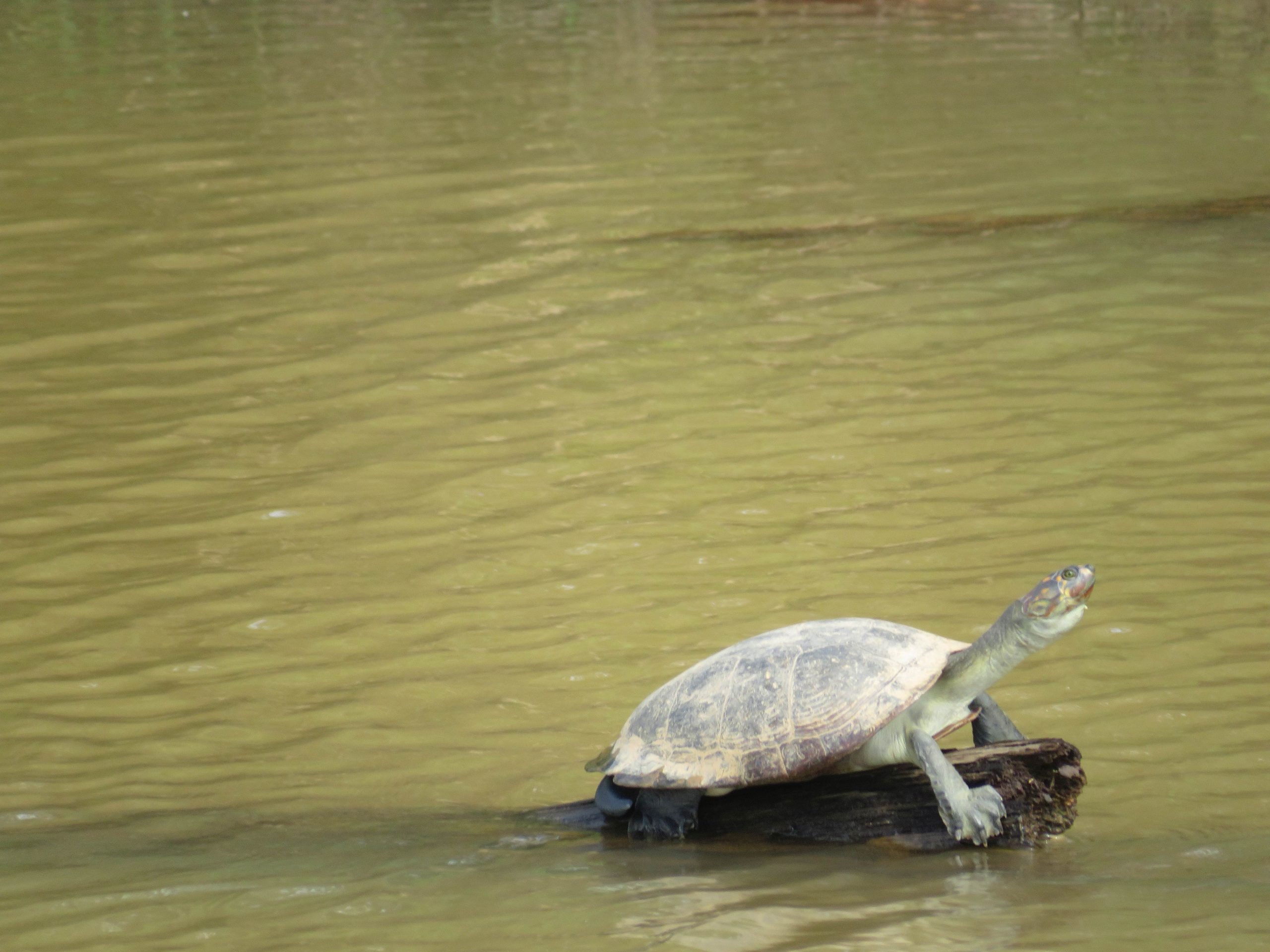 tortuga de río - conectividad ecológica