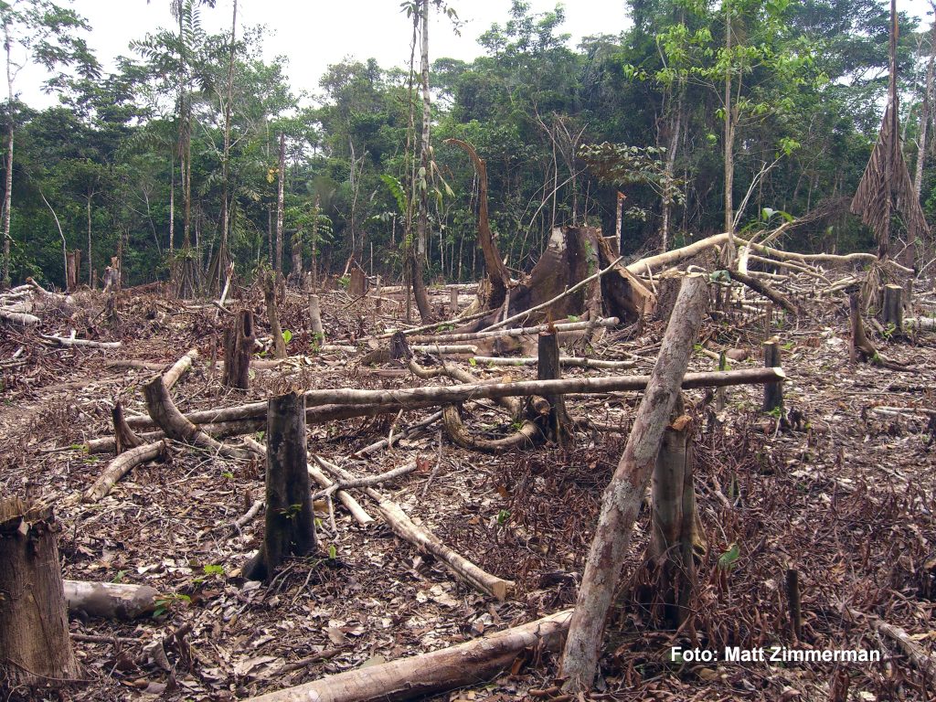 Tala ilegal causa deforestación en Amazonía peruana
