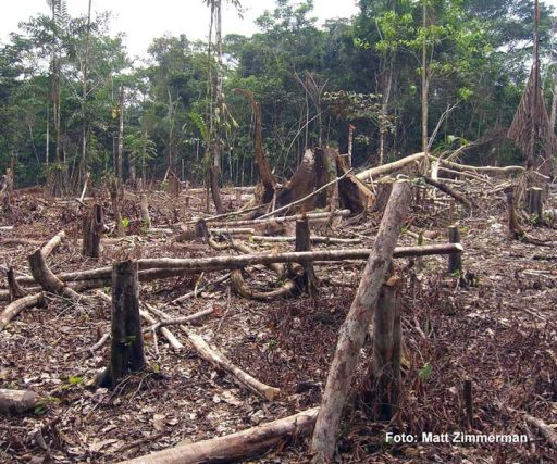 Nuevo estudio sobre la tala ilegal en la Amazonía peruana