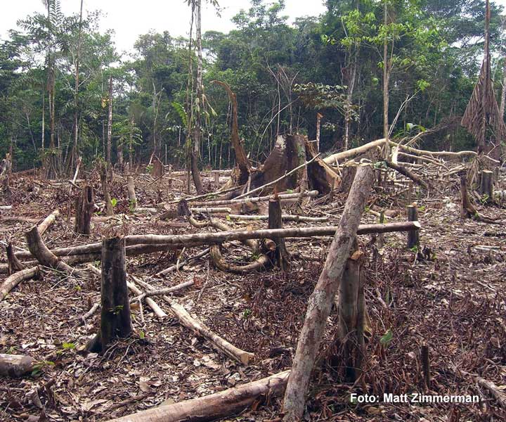 Nuevo estudio sobre la tala ilegal en la Amazonía peruana