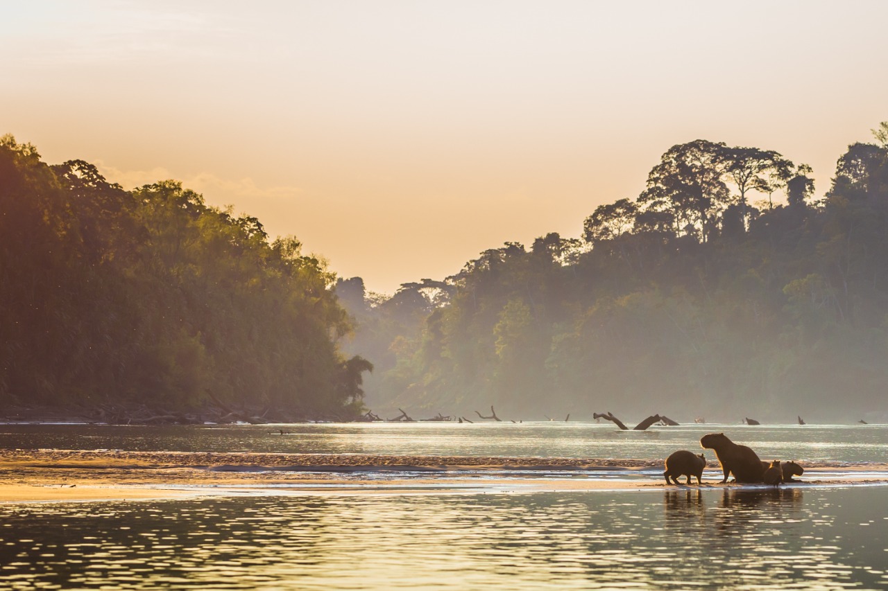 Un enfoque preventivo frente a los delitos ambientales es indispensable para el desarrollo sostenible de la Amazonía, coinciden expertos