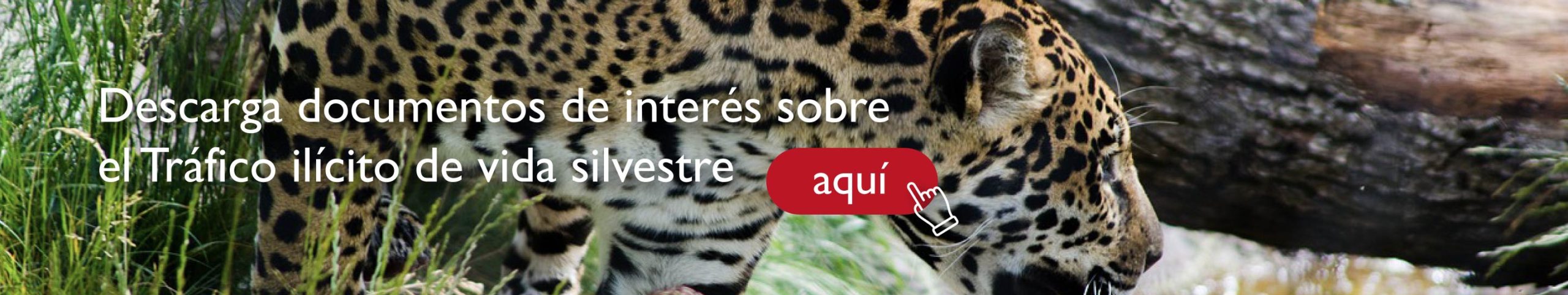 banner tráfico ilicito vida silvestre