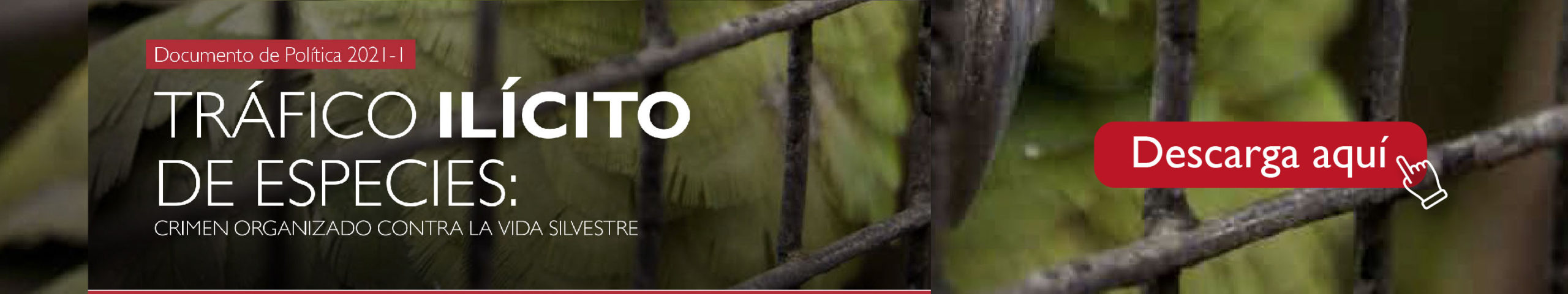 “Tráfico ilícito de especies: crimen organizado contra la vida silvestre”.