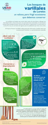 Infografía: Los bosques de varillales de Loreto: un valioso, pero frágil ecosistema que debemos conservar