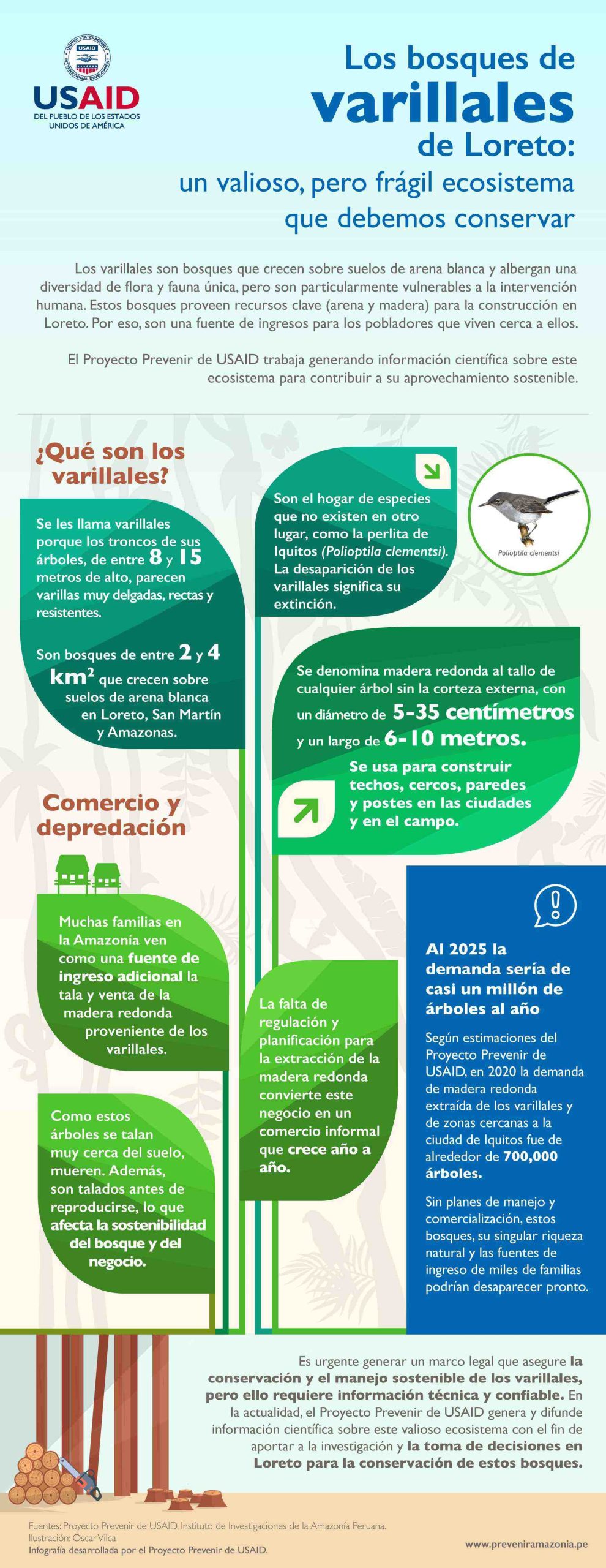 Infografía: Los bosques de varillales de Loreto: un valioso, pero frágil ecosistema que debemos conservar