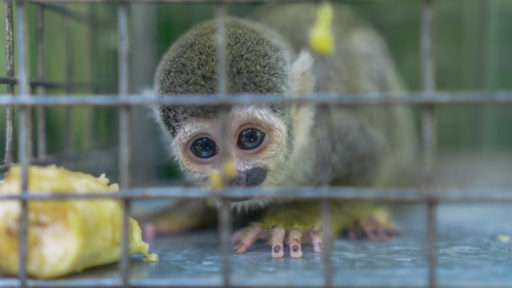 Seis mitos en torno al tráfico de fauna silvestre
