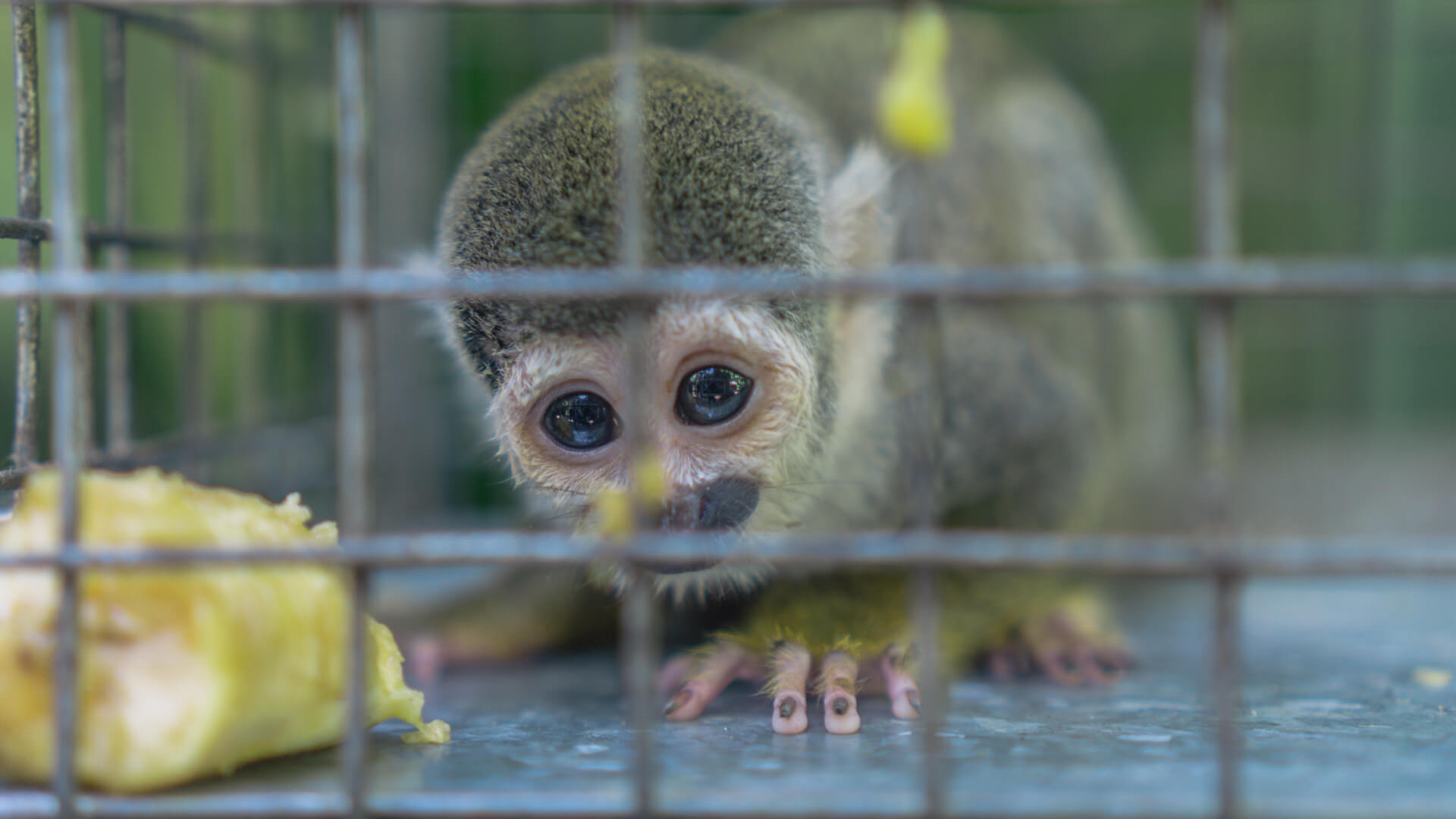Seis mitos en torno al tráfico de fauna silvestre