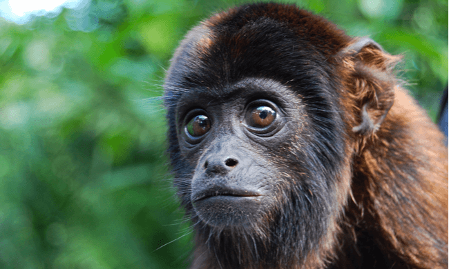 Presentan diagnóstico multidisciplinario sobre el tráfico ilegal de vida silvestre en la Amazonía peruana