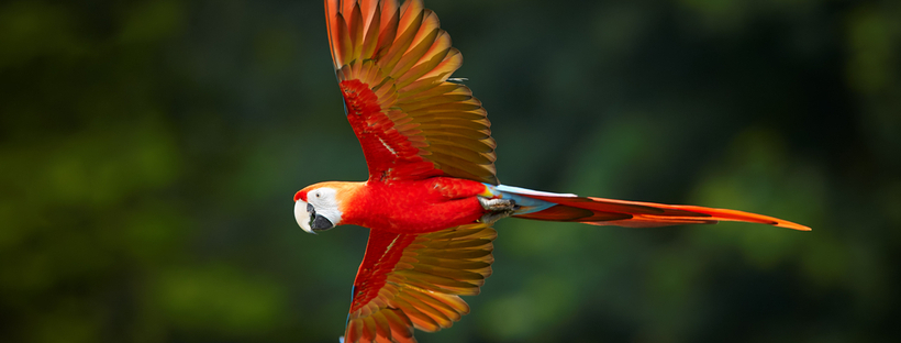 Protegido: Amazonía en Agenda: Tráfico de fauna silvestre, cadena de comercialización y salud pública