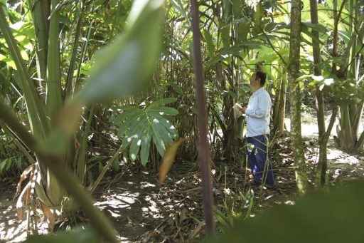 Los bosques de varillales de Loreto: un valioso, pero frágil ecosistema que debemos conservar